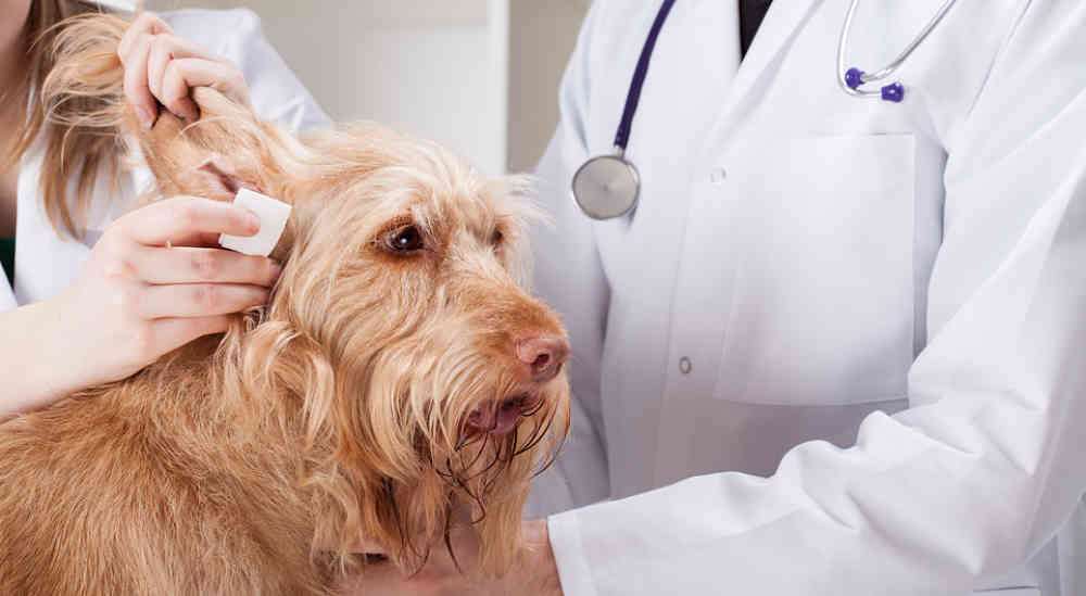 A look at the prevention, symptoms and treatment of dog ear infections