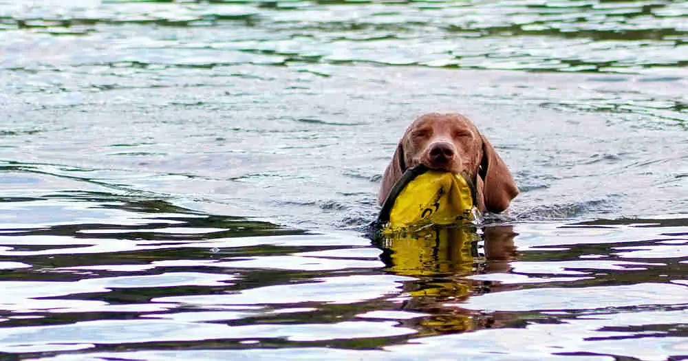 Water-Based Dog Games