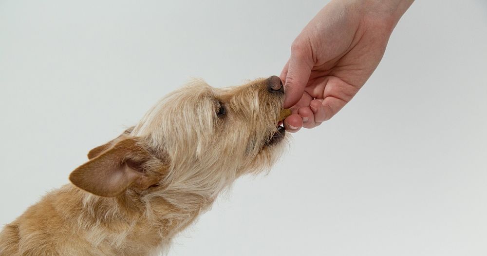 What Is Clicker Training For Dogs?