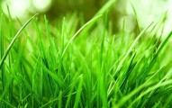 Why Does My Dog Eat Grass?
