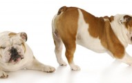 Why Does My Dog Fart So Much?