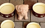 Bad Dog Food Secrets