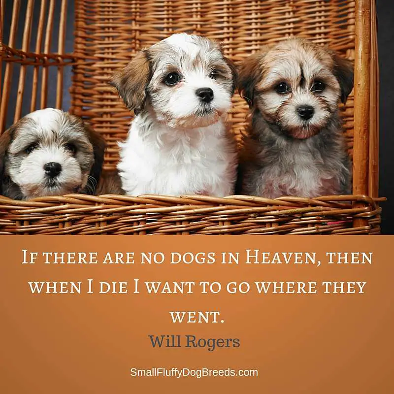 Dog quotes: If there are no dogs in Heaven, then when I die I want to go where they went - Will Rogers