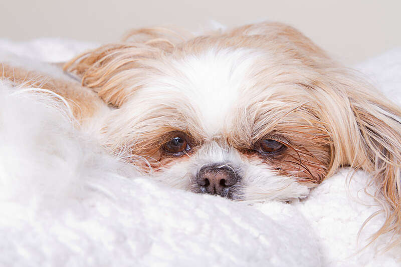 Separation anxiety in dogs and how to stop them suffering from it.