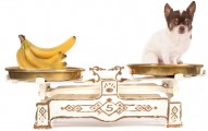 Can dogs eat bananas and banana peel?