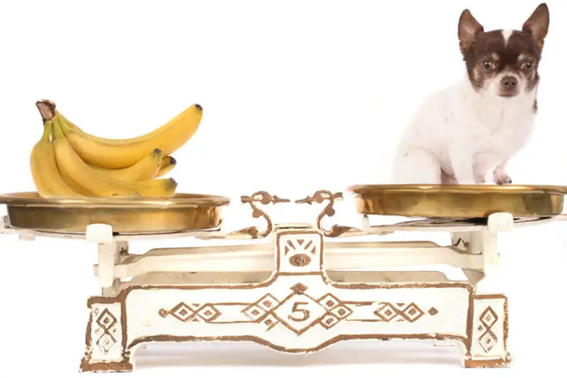 Can dogs eat bananas and banana peel?
