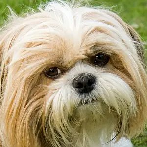 small fluffy dog breeds