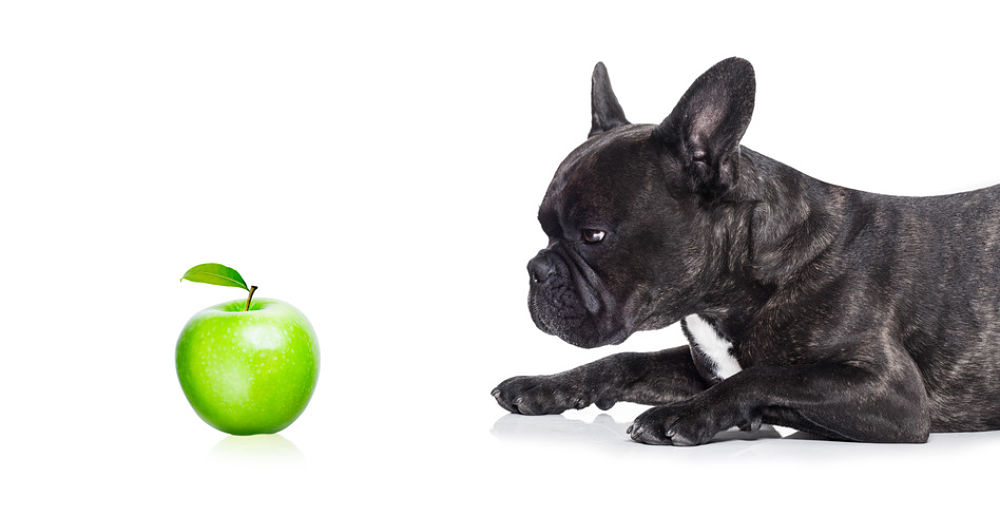 can apples harm dogs