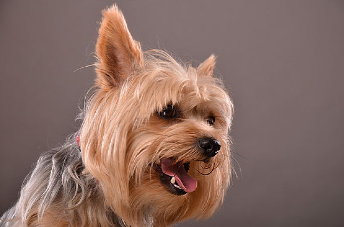 Beautiful Yorkie Dog Portrait