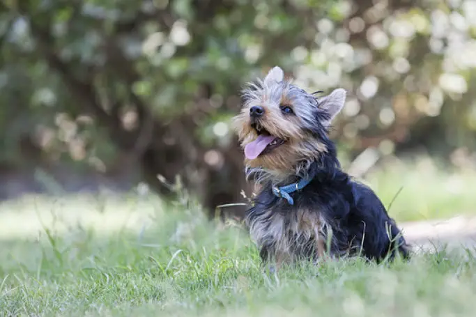Picture Of Yorkie In The Grass