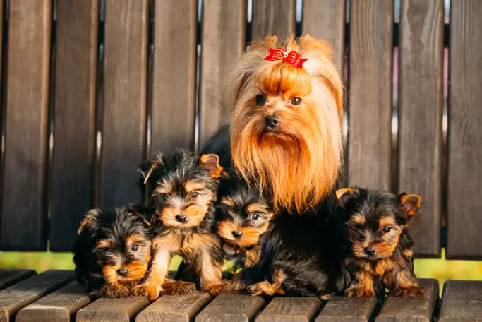 Picture Of Yorkie Mum With Puppies