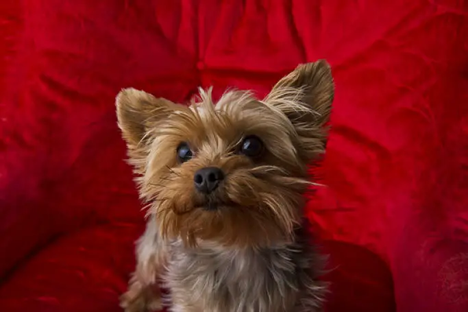 Picture Of A Cute Yorkie