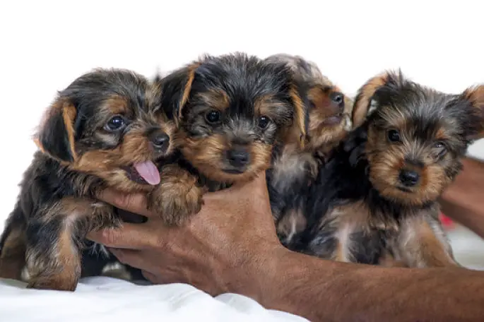 Pictures Of Yorkies - Group Of Yorkie Puppies