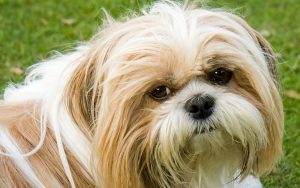 Shih Tzu shedding - do Shih Tzu shed?