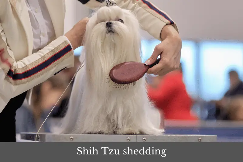 Shih Tzu shedding explored – do Shih Tzu shed?