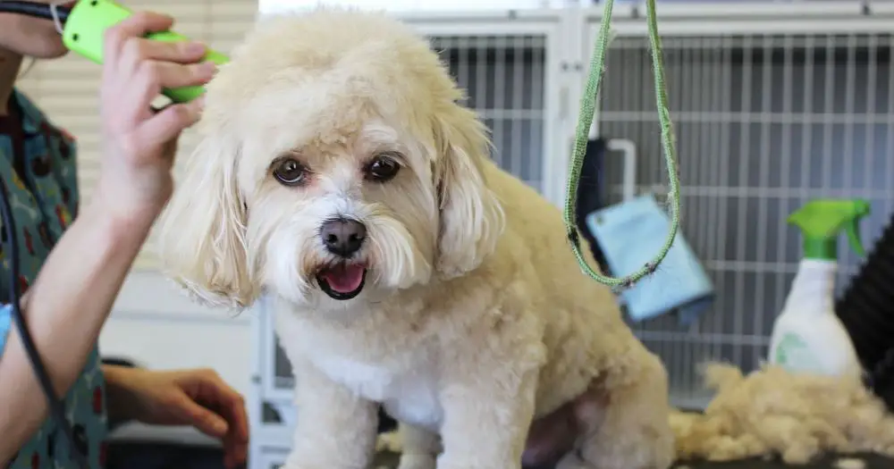 Dog Shedding A Few Tips To Reduce The Amount Your Dog Sheds