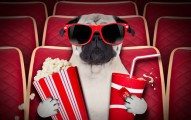 Can Dogs Eat Popcorn?