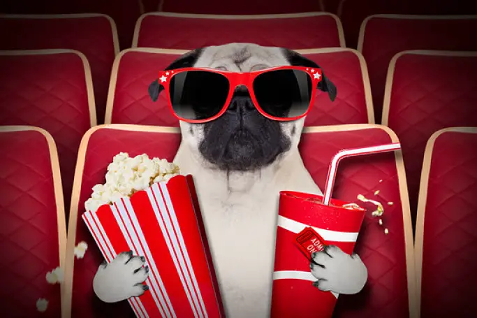 People like to watch movies while they sit on their couch munching on their popcorn. But should you share popcorn with your dog, i.e. can dogs eat popcorn?