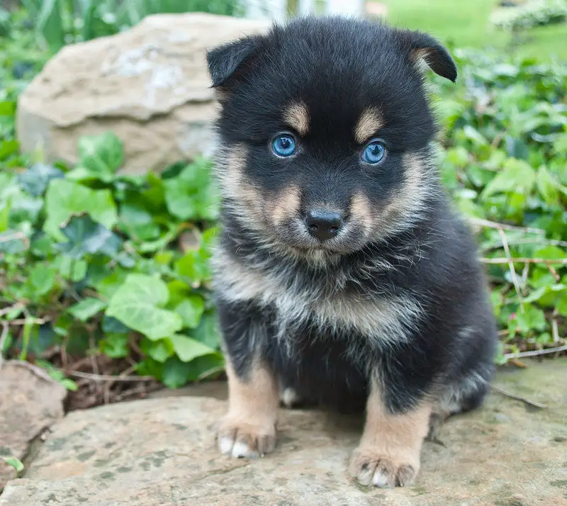 pomeranian husky shed