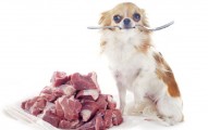 Dog Diet And Nutrition