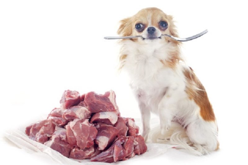 A few thoughts on dog diet and nutrition