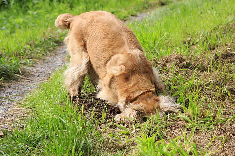 Here are a few tips on how to stop a dog from digging. 