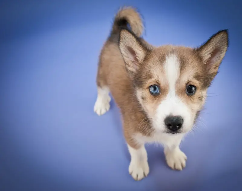 pomeranian husky dog