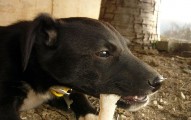 Raw Food Diet For Dogs