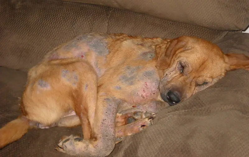 This is a case of Demodex Mange in a dog. This mite ...