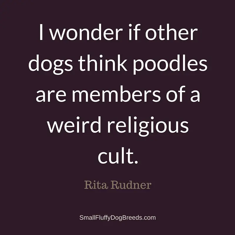 I wonder if other dogs think poodles are members of a weird religious cult - Rita Rudner funny dog quote