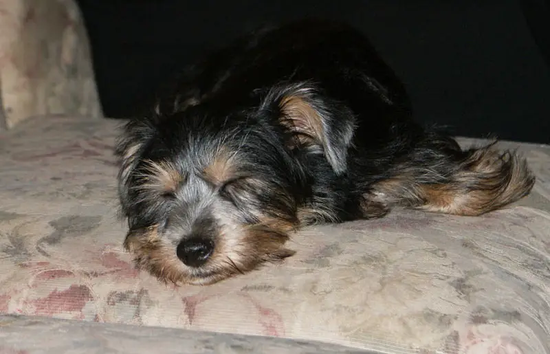 Picture of a Snorkie dog - the Miniature Schnauzer Yorkie mix