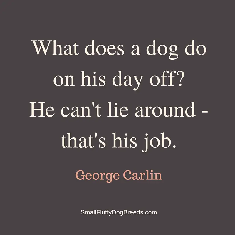 What does a dog do on his day off? - George Carlin dog joke