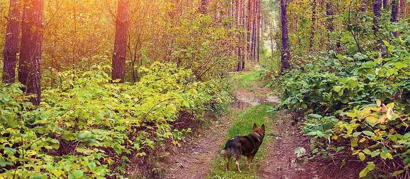 How To Train Your Puppy To Come To You At The Park