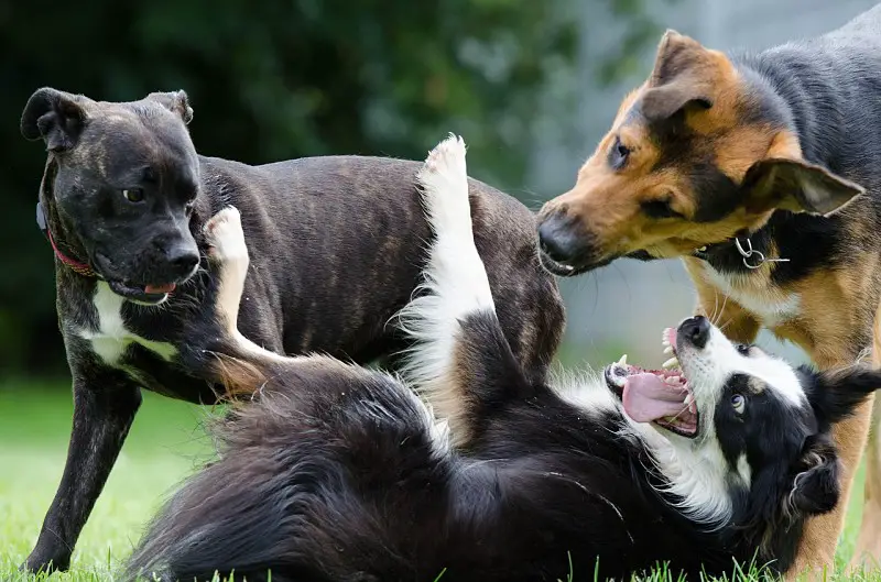 a look at how the different types of dogs are classified according to the purpose for which they were originally developed.