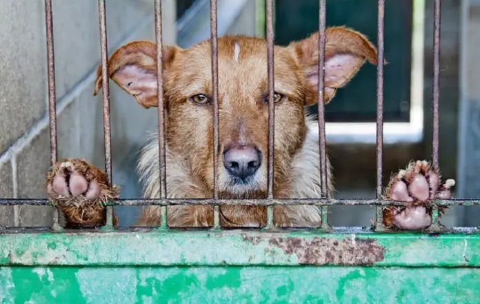 What Is The Author's Claim About Puppy Mills