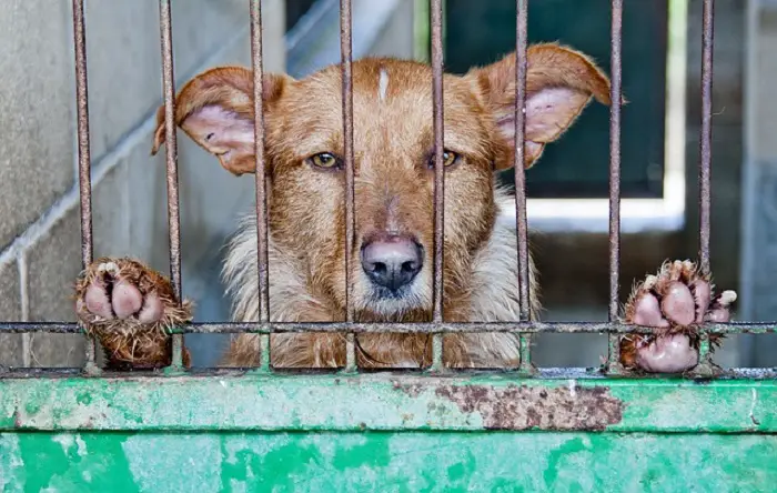 If you're thinking of getting a puppy from a puppy mill, you should consider these puppy mills facts and figures first.