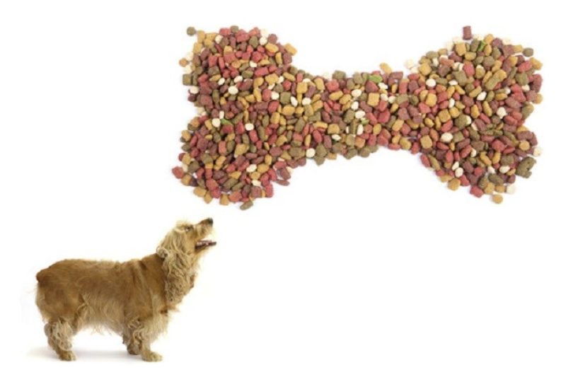 The best dog food for your dog