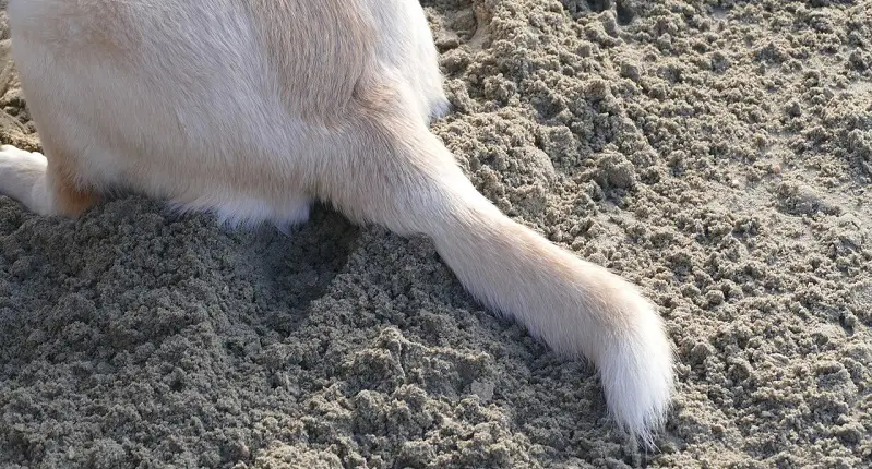 Why does my dog wag its tail?