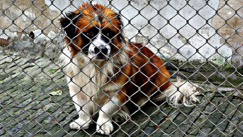 If you're considering rescuing a dog from an animal shelter here are a few points to consider before you take the plunge and adopt a shelter dog.