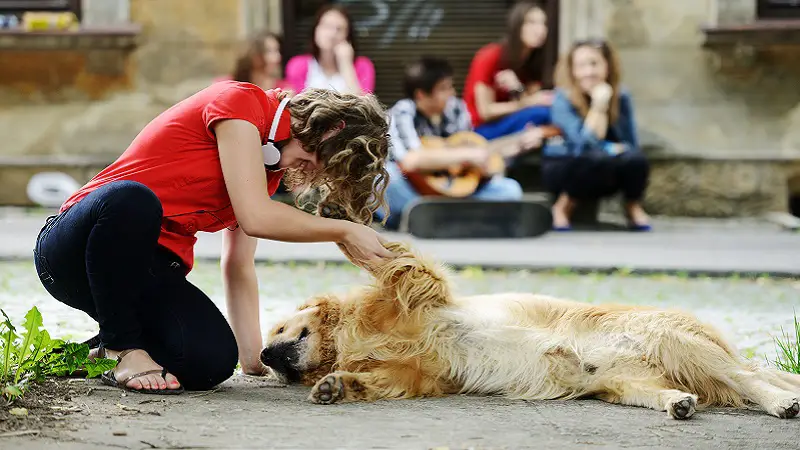 Bonding with your dog and learning to trust each other is a vital part of raising a puppy. 