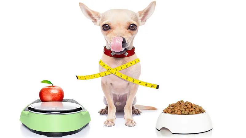 Dog Weight Loss - How To Help Your Dog Lose Weight