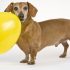 Choosing Toys For Small Dogs