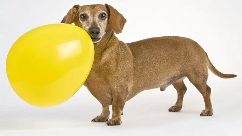 Selecting toys for small dogs is like selecting toys for children. You need to pay attention to their interests as well as their general size.