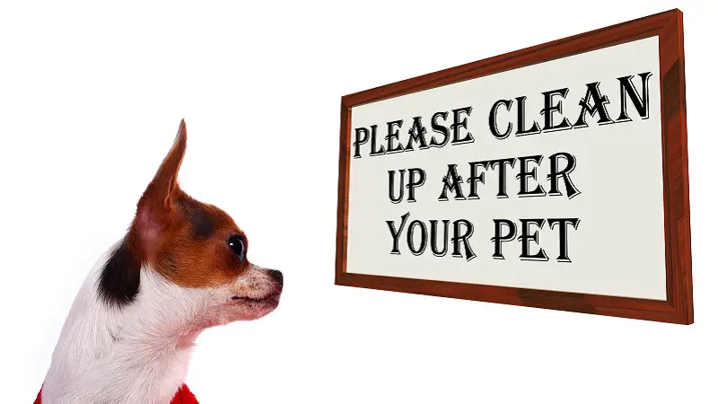 Why Do Dogs Eat Poop And How To Stop It?