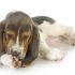 Dog Allergies - Causes And Symptoms