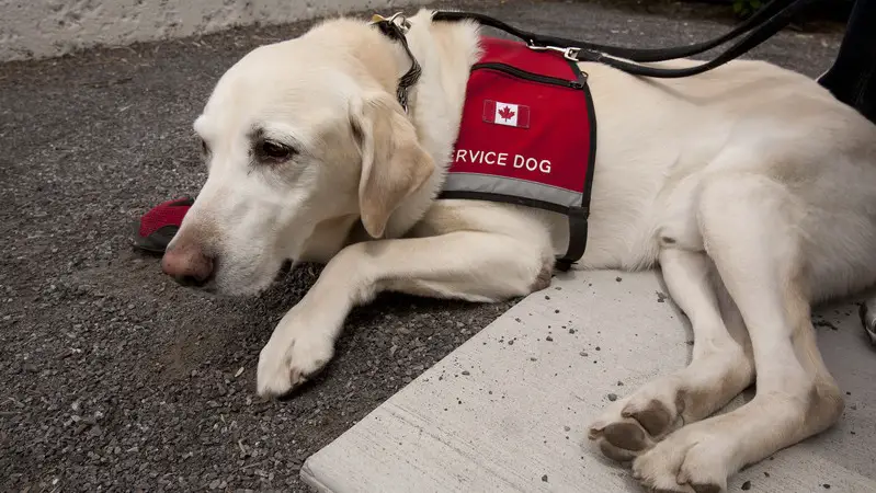 labrador retriever emotional support dog