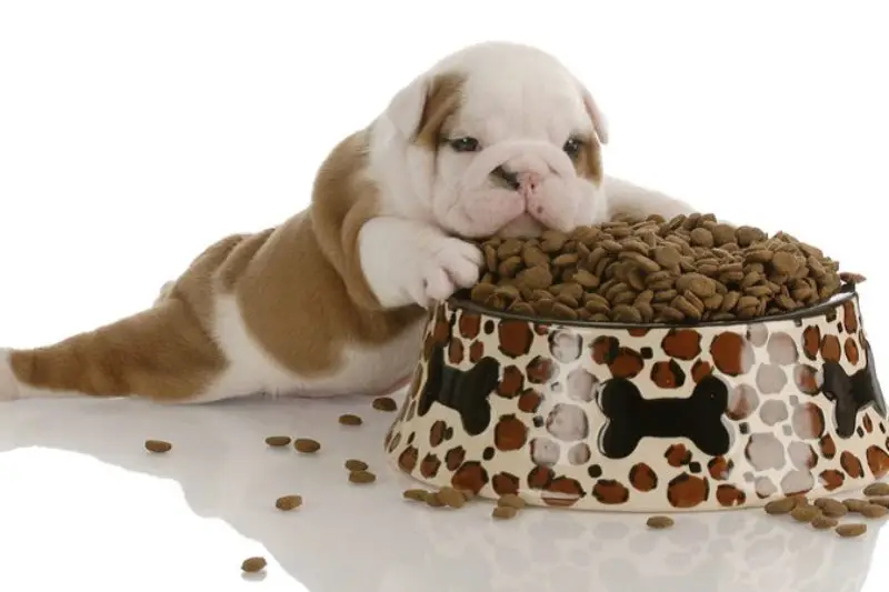 How to select the best dog food for your money