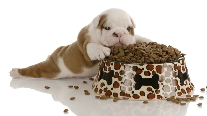 How To Select The Best Dog Food For Your Money
