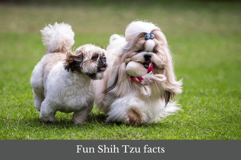 Featured image for a page of interesting and fun Shih Tzu facts.