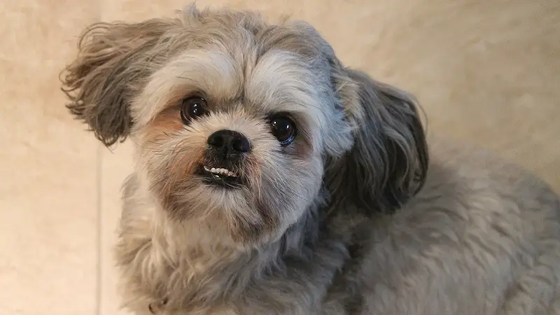 Some interesting and fun Shih Tzu facts.